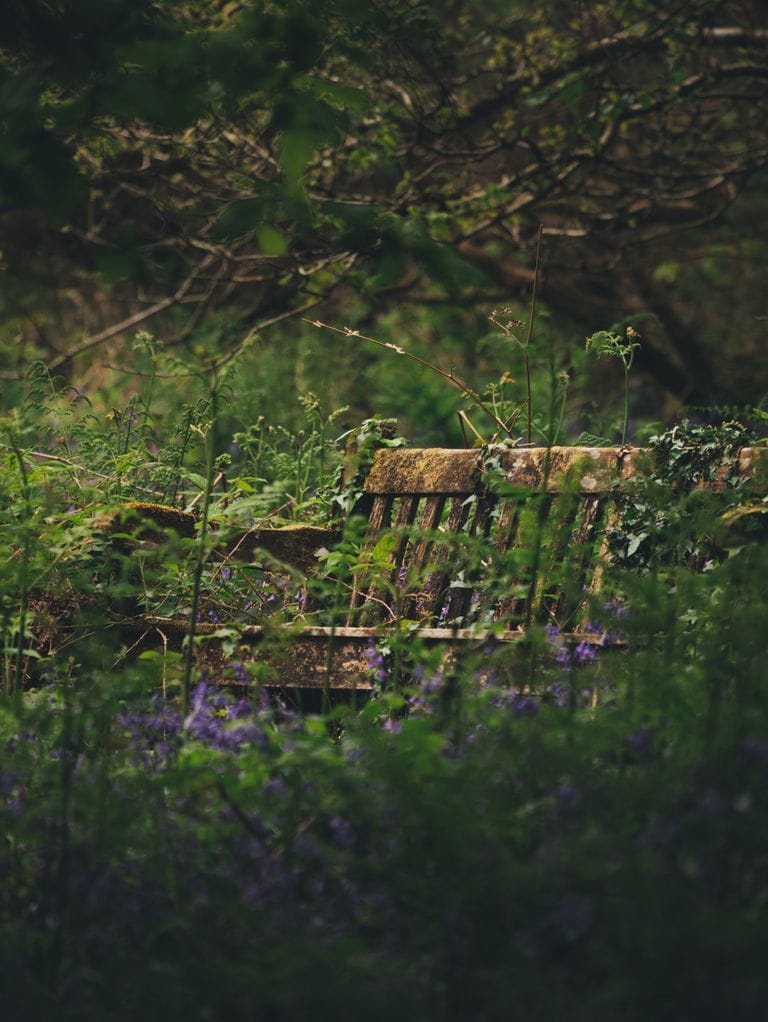 A rustic bench enveloped by lush greenery and purple wildflowers in a secluded forest setting.