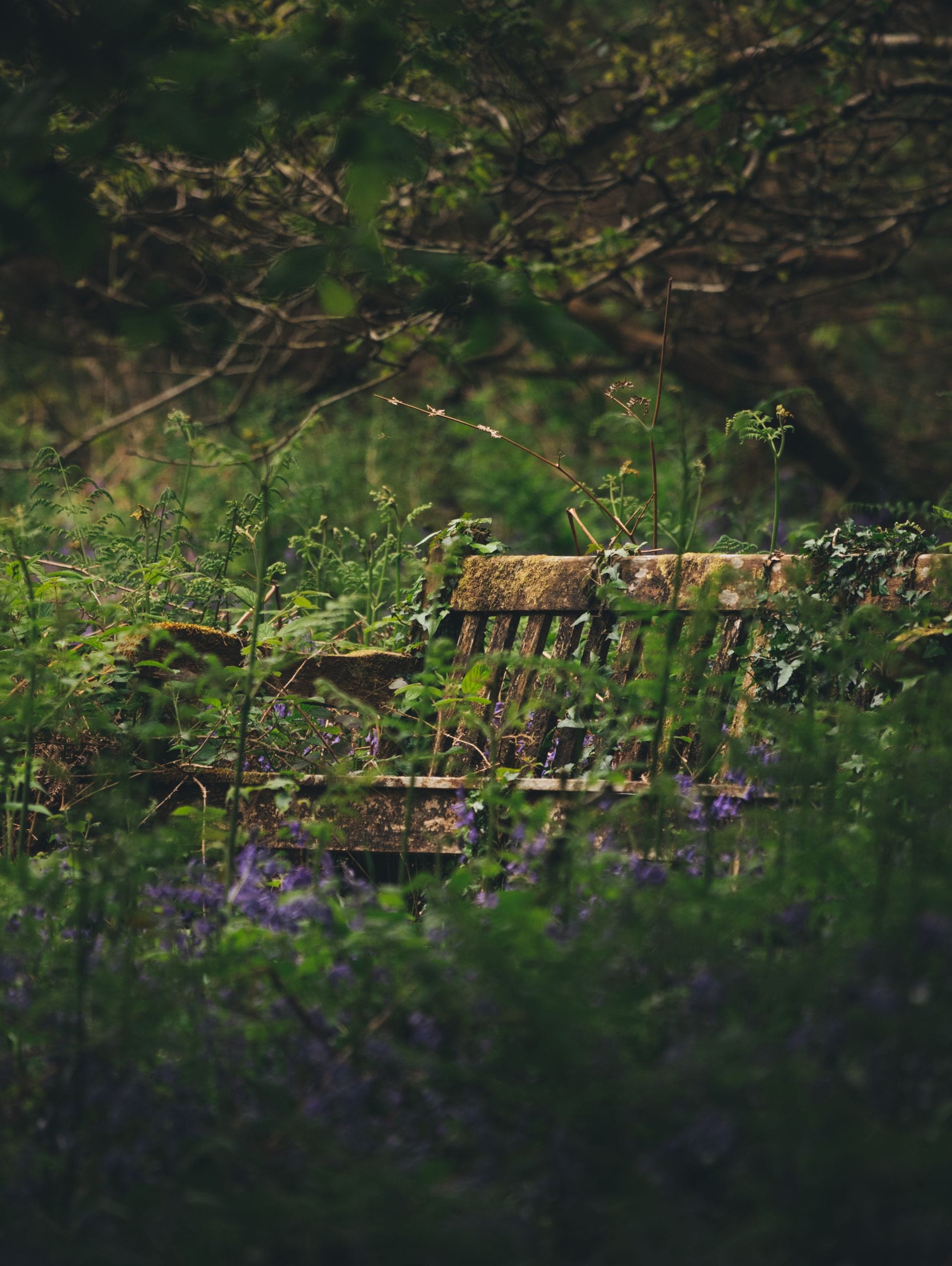 Where to Start With an Overgrown Garden